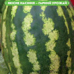 Насіння кавуна Ау продюсер 10г, FAZENDA, O. L. KAR