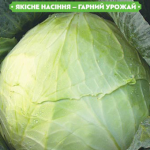 Насіння капусти Українська осінь 1г, FAZENDA, O. L. KAR