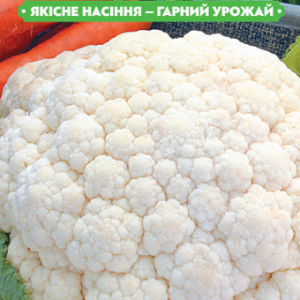 Насіння капусти Кольоровий бонза 0.5 г, FAZENDA, O. L. KAR