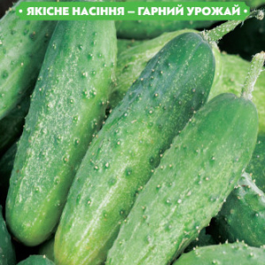 Насіння огірка Голубчику F1 3г, FAZENDA, O. L. KAR