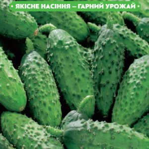 Насіння огірка Справжній полковник F1 1г, (+/-35 шт.) FAZENDA, O. L. KAR