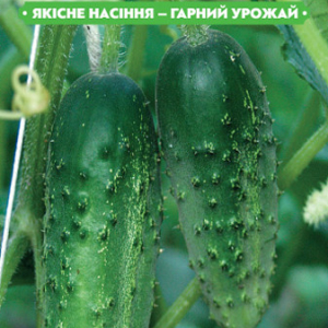 Насіння огірка Регал F1 20 сем., (інкрустовані) FAZENDA, O. L. KAR