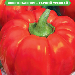 Насіння перцю Обрій 0.3 г, FAZENDA, O. L. KAR