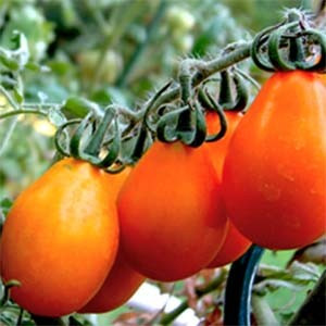 Насіння томату Груша помаранчева 0.1 г, FAZENDA, O. L. KAR