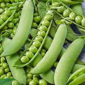 Насіння Горох Преладо 1000 гр Syngenta