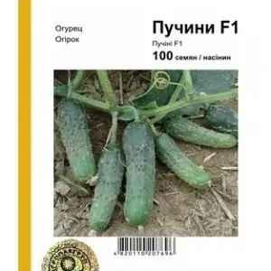 Насіння Огірок Пучіні F1 100 насінин Rijk Zwaan