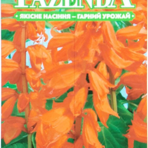 Насіння квітів Шавлія леді в червоному (однорічна) 0.3 г FAZENDA