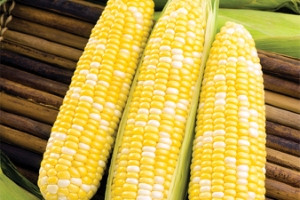 Насіння Кукурудза цукрова Біколор 5 гр Syngenta